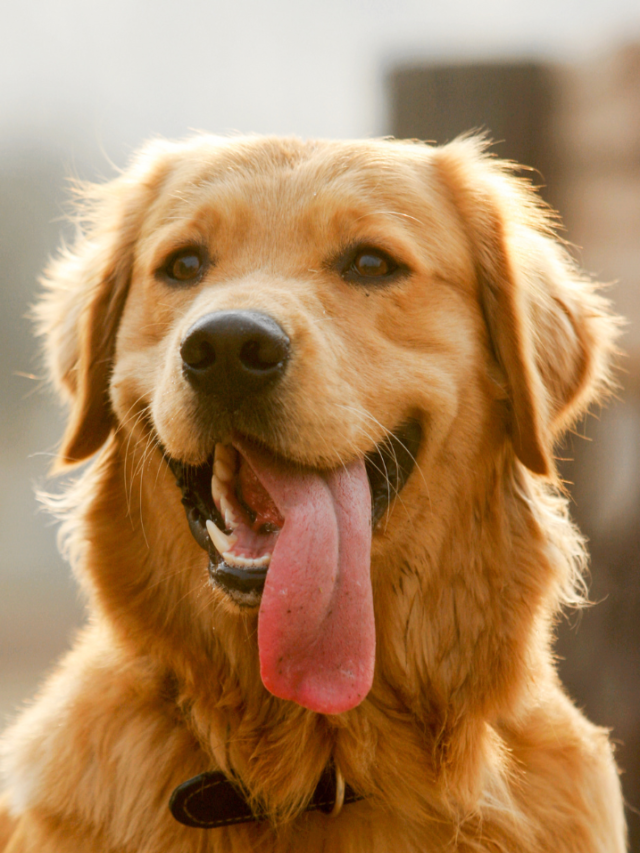 8 Most Intelligent Dog Breeds